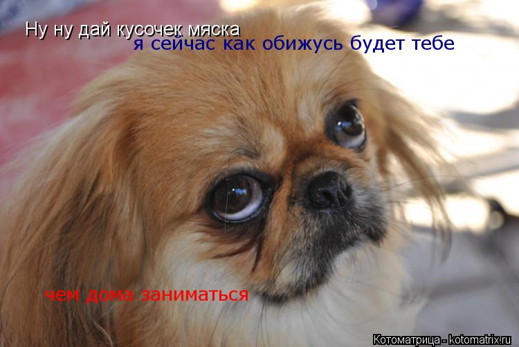 Котоматрица: Ну ну дай кусочек мяска  я сейчас как обижусь будет тебе  чем дома заниматься