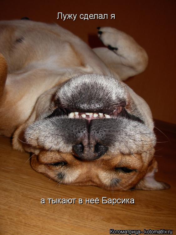 Котоматрица: Лужу сделал я а тыкают в неё Барсика