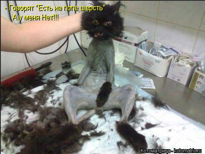Котоматрица: - Говорят "Есть на попе шерсть" А у меня Нет!!!