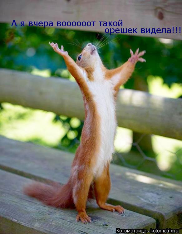 А я вчера воооооот такой орешек видела!!!... Котоматрица: А я вчера воооооот такой орешек видела!!!