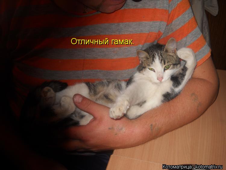 Котоматрица: Отличный гамак.