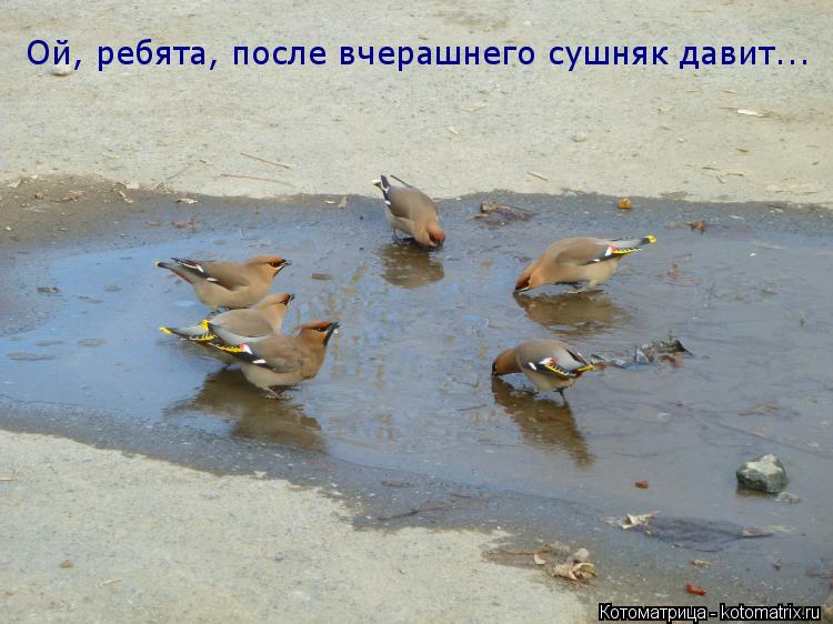 Котоматрица: Ой, ребята, после вчерашнего сушняк давит...