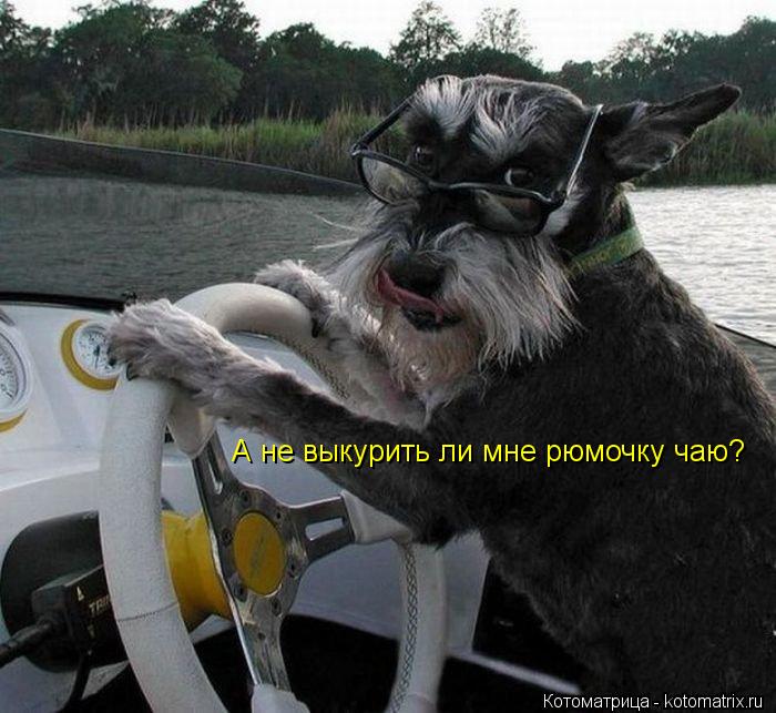 Котоматрица: А не выкурить ли мне рюмочку чаю?