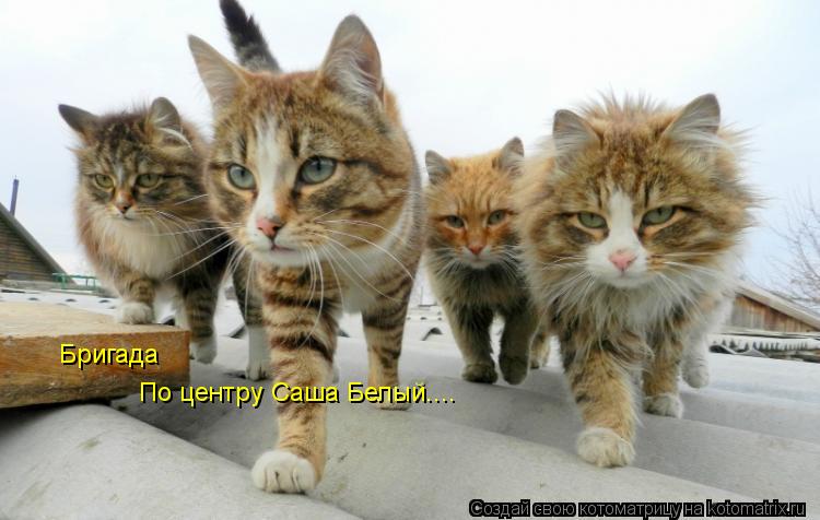 Котоматрица: Бригада По центру Саша Белый....