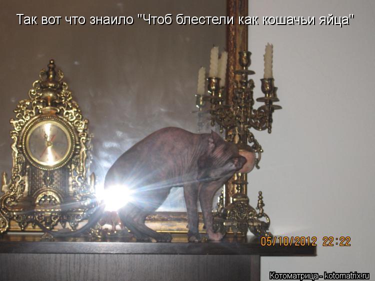 Так вот что знаило "Чтоб блестели как кошачьи яйца"... Котоматрица: Так вот что знаило "Чтоб блестели как кошачьи яйца"