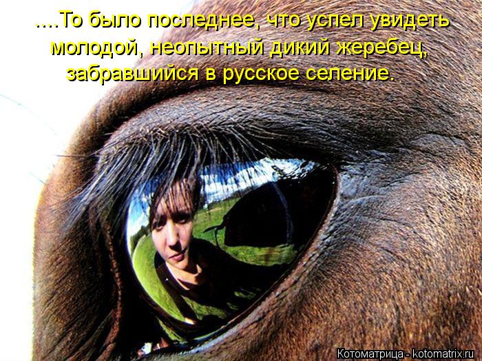 ....То было последнее, что успел увидеть забравшийся в русское селение. молодой, неопытный дикий жере... Котоматрица: ....То было последнее, что успел увидеть забравшийся в русское селение. молодой, неопытный дикий жеребец,