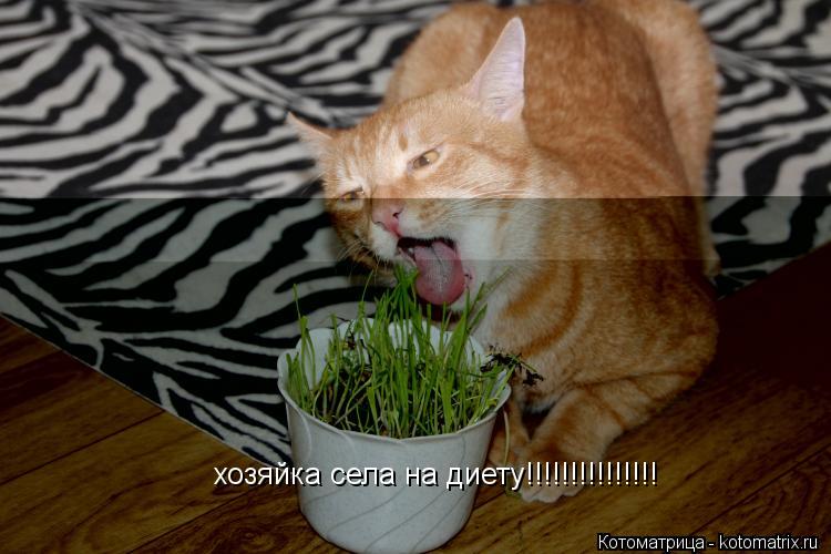 хозяйка села на диету!!!!!!!!!!!!!!!... Котоматрица: хозяйка села на диету!!!!!!!!!!!!!!!