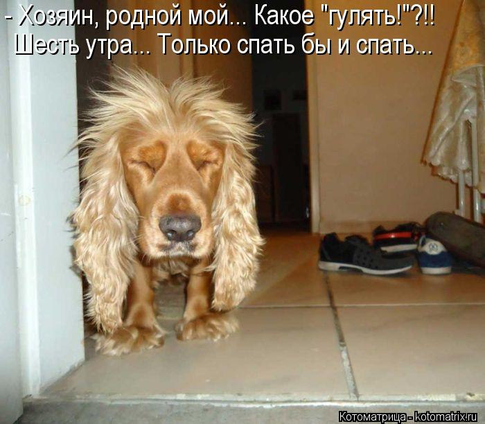 Котоматрица: Шесть утра... Только спать бы и спать... - Хозяин, родной мой... Какое "гулять!"?!!
