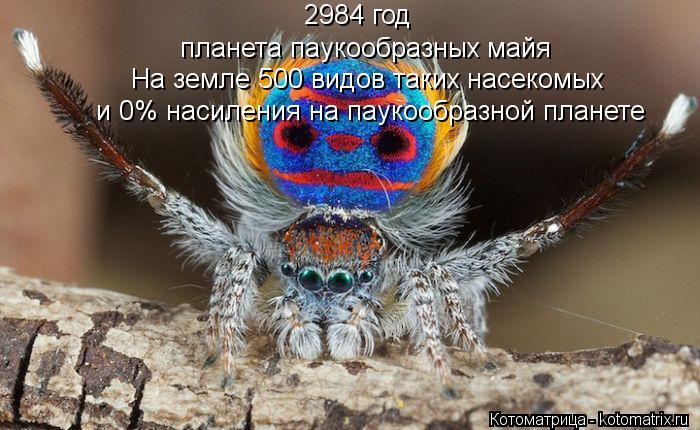 Котоматрица: 2984 год планета паукообразных майя На земле 500 видов таких насекомых и 0% насиления на паукообразной планете