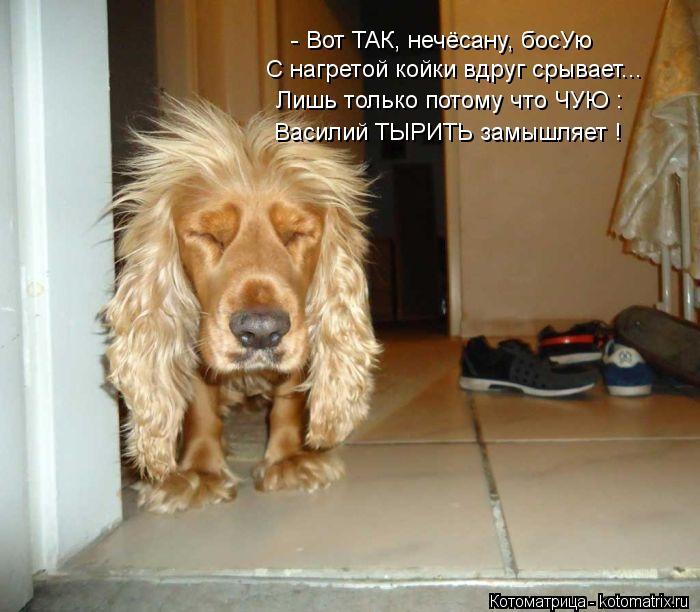 - Вот ТАК, нечёсану, босУю С нагретой койки вдруг срывает... Лишь только потому что ЧУЮ : Василий ТЫР... Котоматрица: - Вот ТАК, нечёсану, босУю С нагретой койки вдруг срывает... Лишь только потому что ЧУЮ : Василий ТЫРИТЬ замышляет !