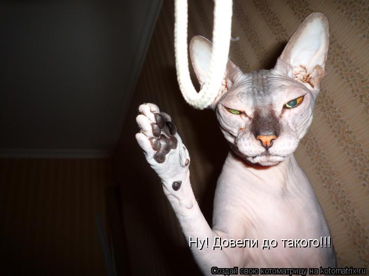 Ну! Довели до такого!!!... Котоматрица: Ну! Довели до такого!!!