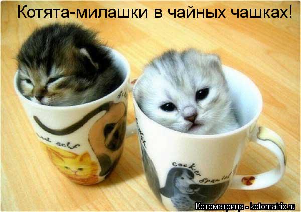 Котоматрица: Котята-милашки в чайных чашках!