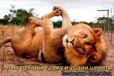 - Я на солнышке лежу и ушами шевелю... Котоматрица: - Я на солнышке лежу и ушами шевелю