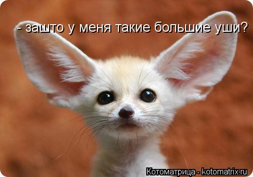 Котоматрица: - зашто у меня такие большие уши?
