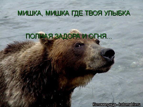 Котоматрица: МИШКА, МИШКА ГДЕ ТВОЯ УЛЫБКА ПОЛНАЯ ЗАДОРА И ОГНЯ...
