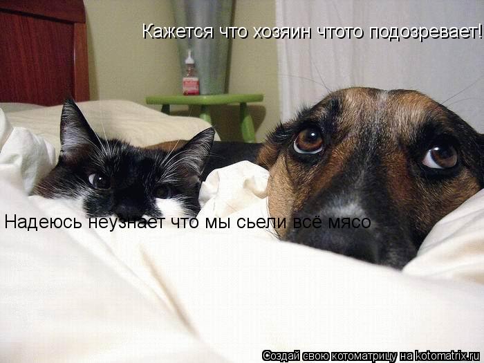 Надеюсь неузнает что мы сьели всё мясо Кажется что хозяин чтото подозревает!... Котоматрица: Надеюсь неузнает что мы сьели всё мясо Кажется что хозяин чтото подозревает!