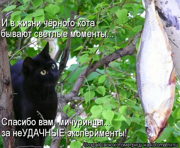 Котоматрица: И в жизни чёрного кота бывают светлые моменты... Спасибо вам, мичуринцы... за неУДАЧНЫЕ эксперименты!