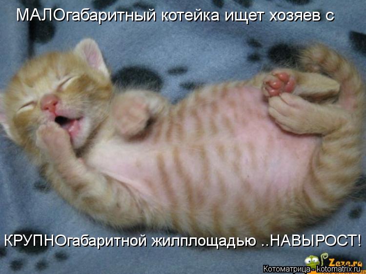 Котоматрица: МАЛОгабаритный котейка ищет хозяев с КРУПНОгабаритной жилплощадью ..НАВЫРОСТ!