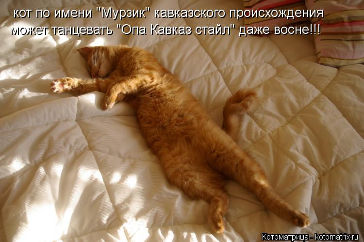 Котоматрица: кот по имени "Мурзик" кавказского происхождения может танцевать "Опа Кавказ стайл" даже восне!!!