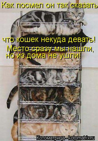 Котоматрица: Как посмел он так сказать, что кошек некуда девать! Место сразу мы нашли, но из дома не ушли!