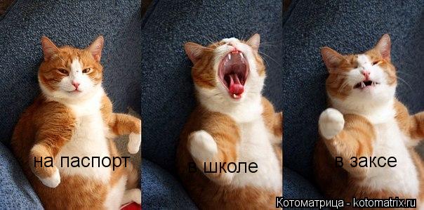 Котоматрица: на паспорт в школе в заксе