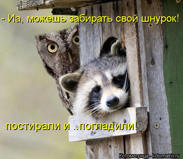 - Иа, можешь забирать свой шнурок! постирали и ..погладили!... Котоматрица: - Иа, можешь забирать свой шнурок! постирали и ..погладили!