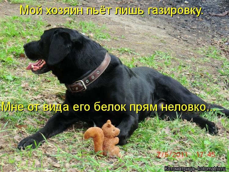 Мой хозяин пьёт лишь газировку. Мне от вида его белок прям неловко...... Котоматрица: Мой хозяин пьёт лишь газировку. Мне от вида его белок прям неловко...
