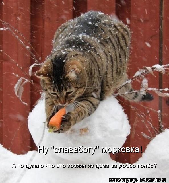 Котоматрица: Ну "славабогу" морковка! А то думаю что это хозяин из дома за добро понёс?