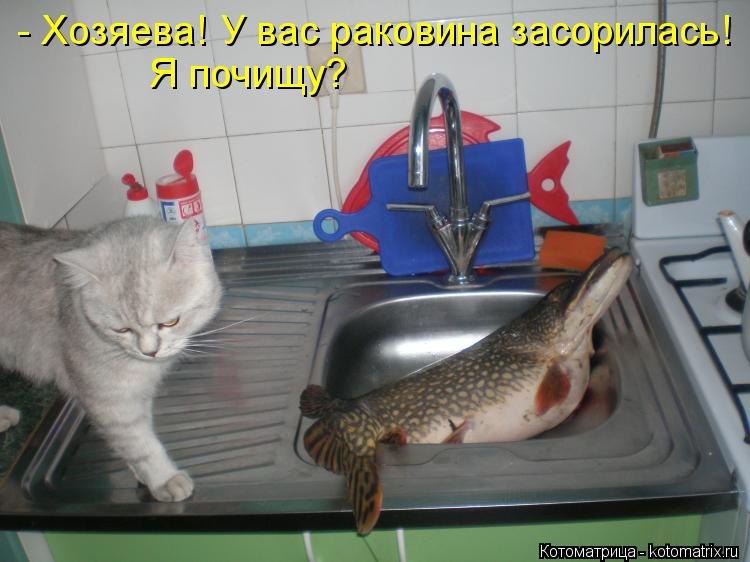 - Хозяева! У вас раковина засорилась! Я почищу?... Котоматрица: - Хозяева! У вас раковина засорилась! Я почищу?