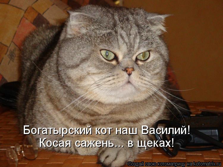 Богатырский кот наш Василий! Косая сажень... в щеках!... Котоматрица: Богатырский кот наш Василий! Косая сажень... в щеках!