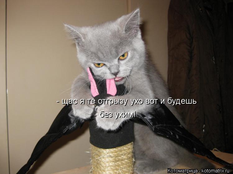 Котоматрица: - щас я те отгрызу ухо вот и будешь без ухим!