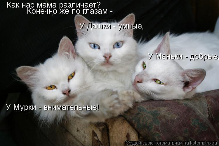 Котоматрица: Как нас мама различает? Конечно же по глазам - У Маньки - добрые,  У Дашки - умные, У Мурки - внимательные!
