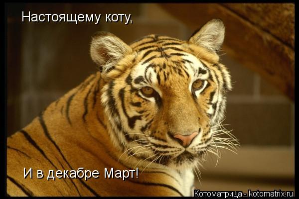 Котоматрица: Настоящему коту, И в декабре Март!