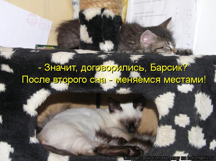 Котоматрица: - Значит, договорились, Барсик? После второго сна - меняемся местами!