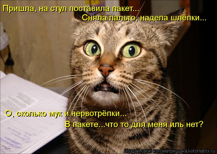 Пришла, на стул поставила пакет... Сняла пальто, надела шлёпки... О, сколько мук и нервотрёпки... В п... Котоматрица: Пришла, на стул поставила пакет... Сняла пальто, надела шлёпки... О, сколько мук и нервотрёпки... В пакете...что то для меня иль нет?