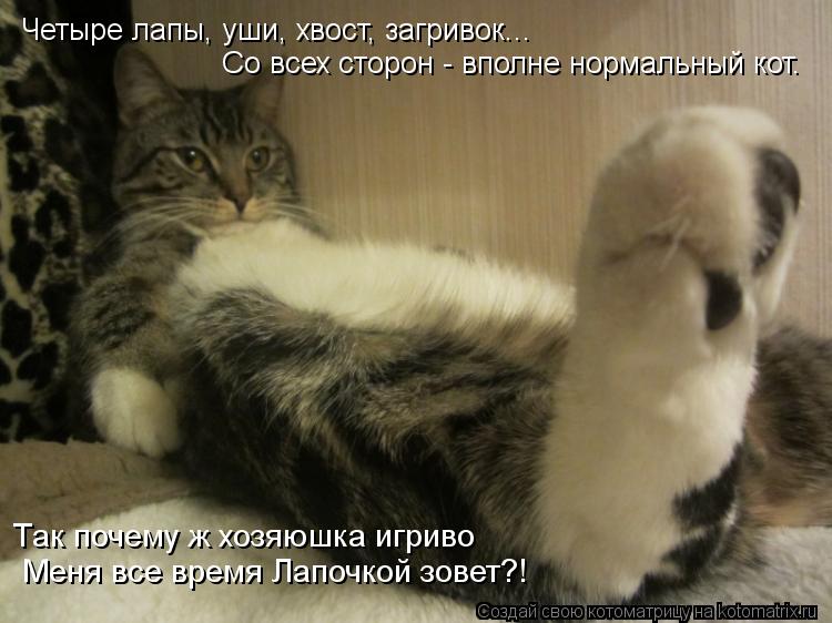 Четыре лапы, уши, хвост, загривок... Со всех сторон - вполне нормальный кот. Так почему ж хозяюшка иг... Котоматрица: Четыре лапы, уши, хвост, загривок... Со всех сторон - вполне нормальный кот. Так почему ж хозяюшка игриво Меня все время Лапочкой зовет?!