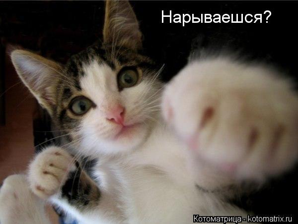 Нарываешся?... Котоматрица: Нарываешся?