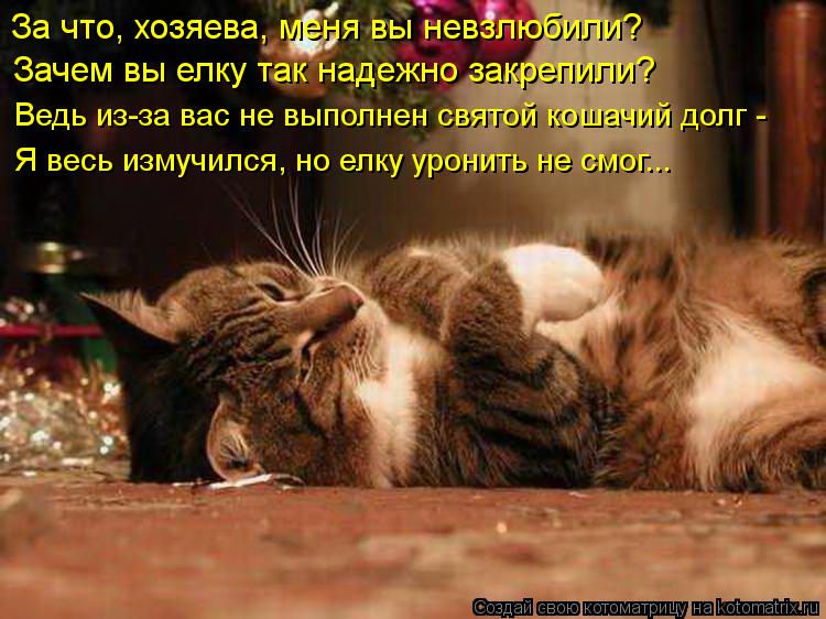 За что, хозяева, меня вы невзлюбили? Зачем вы елку так надежно закрепили? Ведь из-за вас не выполнен ... Котоматрица: За что, хозяева, меня вы невзлюбили? Зачем вы елку так надежно закрепили? Ведь из-за вас не выполнен святой кошачий долг - Я весь измучился, н