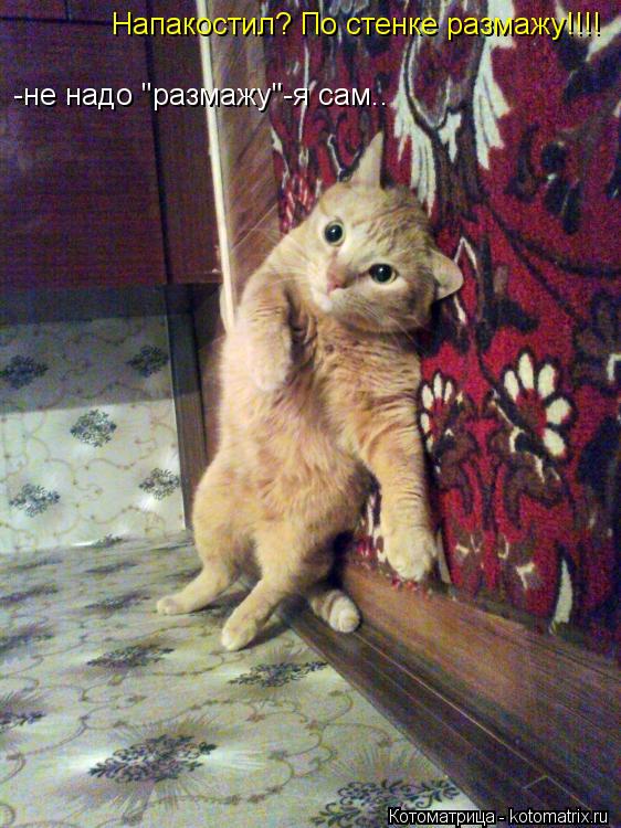 Котоматрица: Напакостил? По стенке размажу!!!! -не надо "размажу"-я сам..