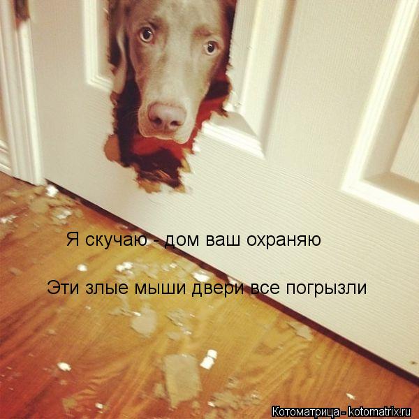Я скучаю - дом ваш охраняю Эти злые мыши двери все погрызли... Котоматрица: Я скучаю - дом ваш охраняю Эти злые мыши двери все погрызли