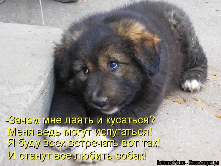 -Зачем мне лаять и кусаться? Меня ведь могут испугаться! Я буду всех встречать вот так! И станут все ... Котоматрица: -Зачем мне лаять и кусаться? Меня ведь могут испугаться! Я буду всех встречать вот так! И станут все любить собак!