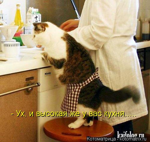Котоматрица: - Ух, и высокая же у вас кухня.....