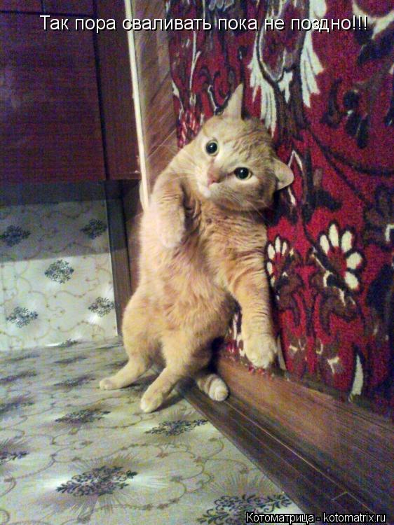 Так пора сваливать пока не поздно!!!... Котоматрица: Так пора сваливать пока не поздно!!!