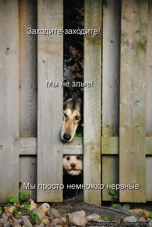 Заходите-заходите! Мы не злые! Мы просто немножко нервные... Котоматрица: Заходите-заходите! Мы не злые! Мы просто немножко нервные