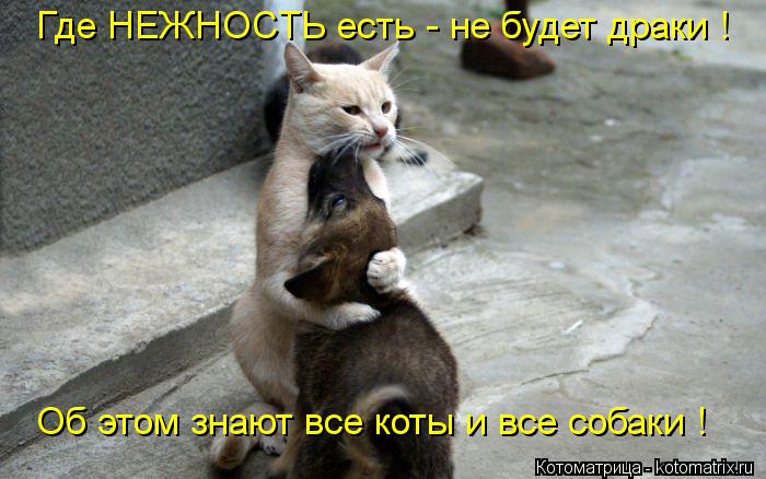 Где НЕЖНОСТЬ есть - не будет драки ! Об этом знают все коты и все собаки !... Котоматрица: Где НЕЖНОСТЬ есть - не будет драки ! Об этом знают все коты и все собаки !