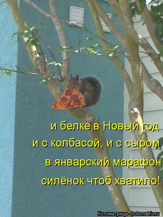Котоматрица: и белке в Новый год и с колбасой, и с сыром в январский марафон силёнок чтоб хватило!