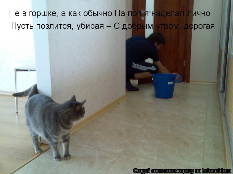 Котоматрица: Не в горшке, а как обычно На пол я наделал лично  Пусть позлится, убирая – С добрым утром, дорогая