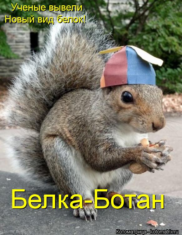 Ученые вывели Новый вид белок! Белка-Ботан... Котоматрица: Ученые вывели Новый вид белок! Белка-Ботан