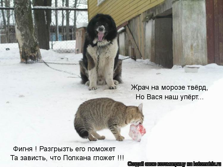 Жрач на морозе твёрд, Но Вася наш упёрт... Фигня ! Разгрызть его поможет Та зависть, что Полкана глож... Котоматрица: Жрач на морозе твёрд, Но Вася наш упёрт... Фигня ! Разгрызть его поможет Та зависть, что Полкана гложет !!!