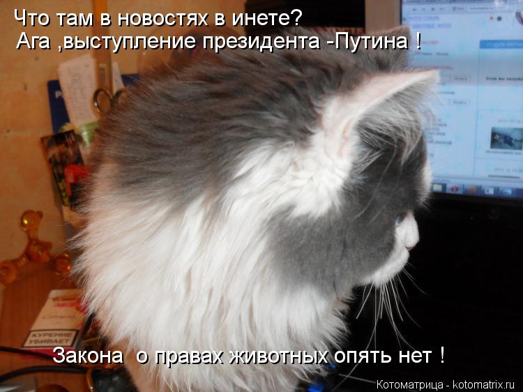 Что там в новостях в инете? Ага ,выступление президента -Путина ! Закона о правах животных опять нет... Котоматрица: Что там в новостях в инете? Ага ,выступление президента -Путина ! Закона о правах животных опять нет !